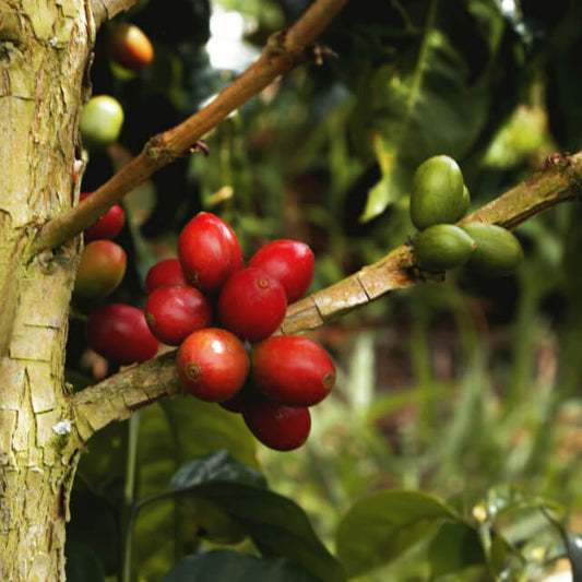 コロンビア ファン・マルティン シドラ